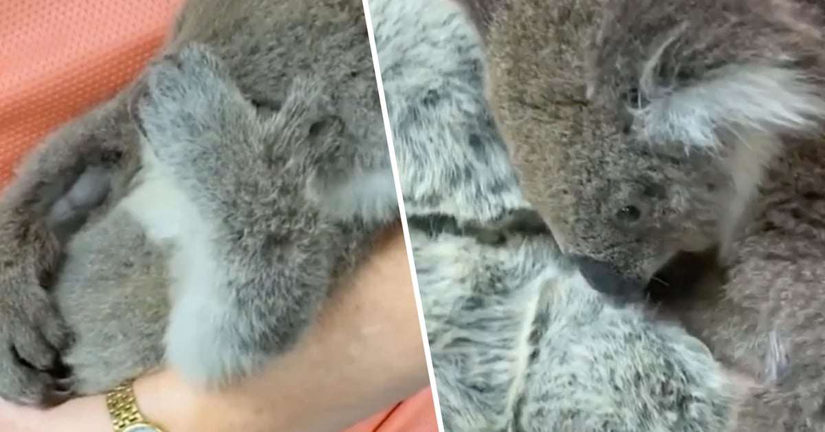 Touching Moment Orphaned Koala Reaches Out To Hug A Teddy After