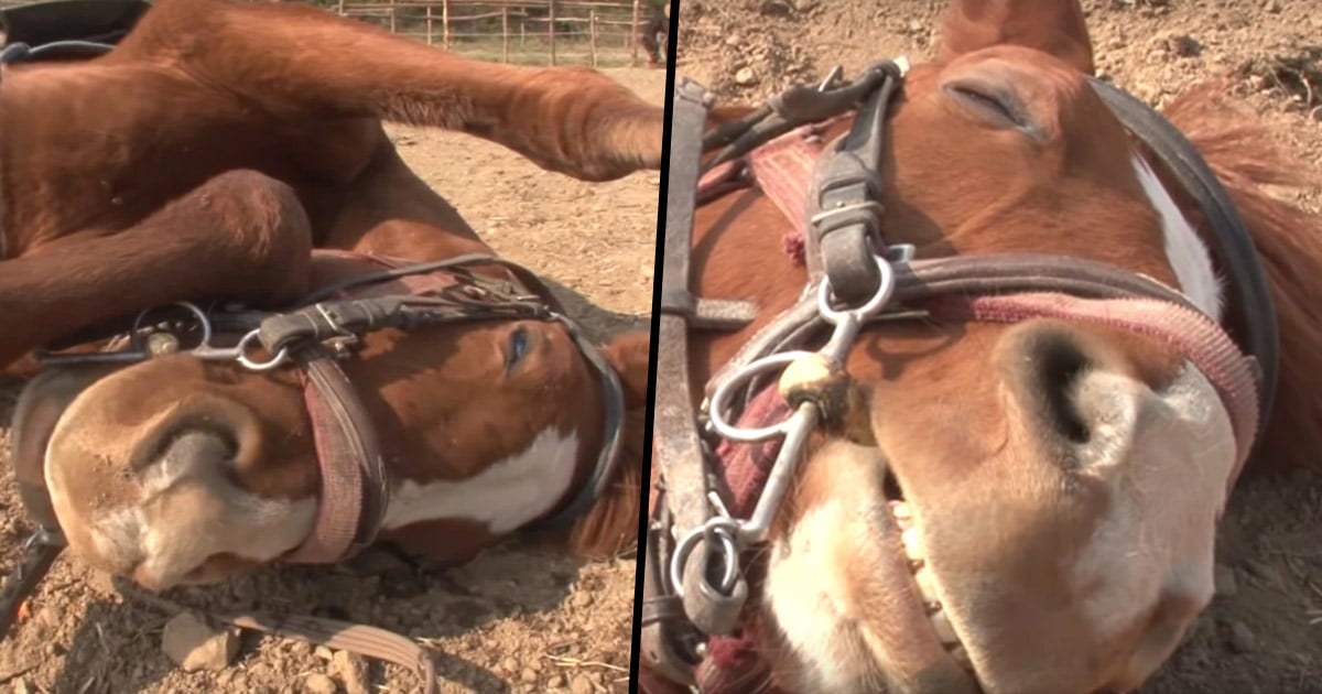Lazy Horse Plays Dead When People Try to Ride Him