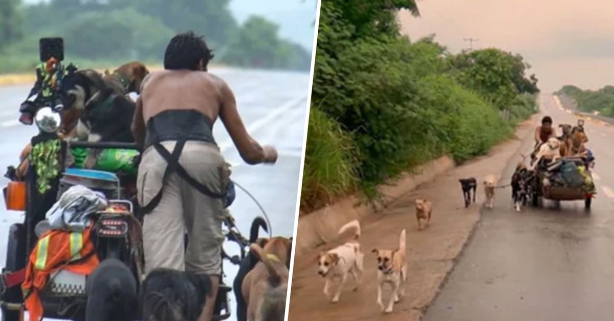 Man Walks Thousands of Miles to Collect Stray Dogs and Rehome Them in Mexico