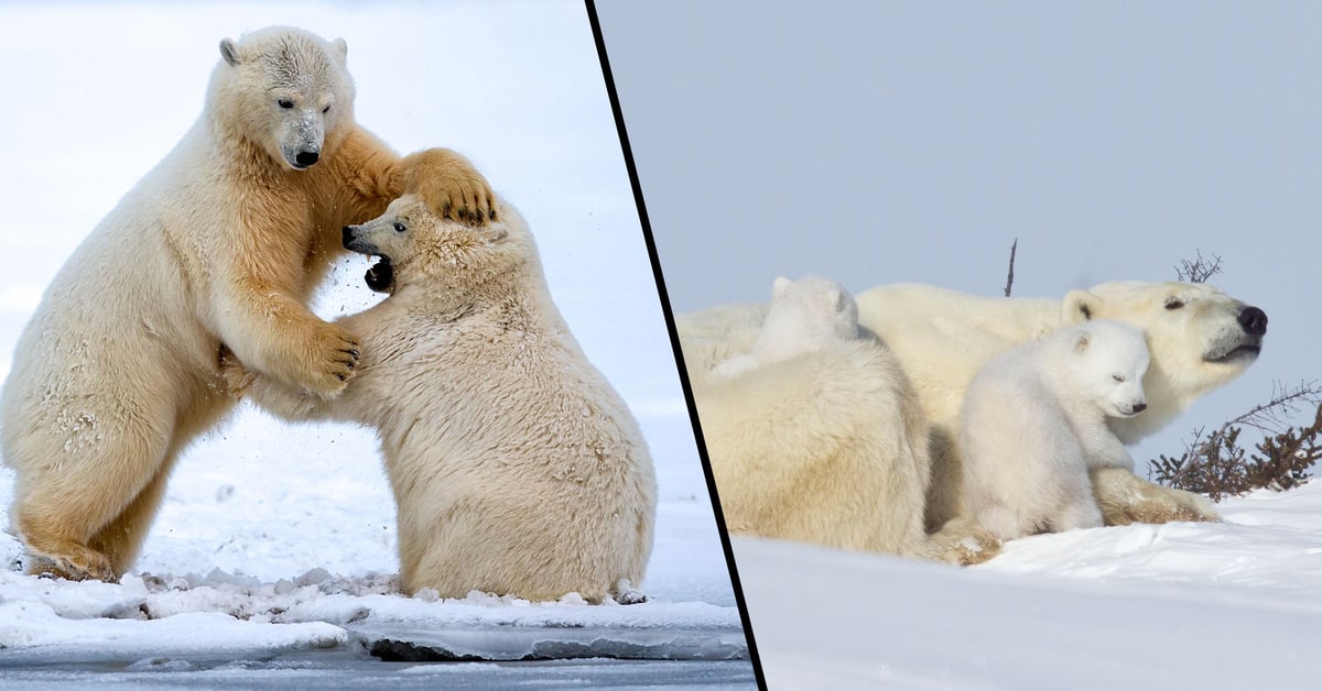 Polar Bears Are Being Forced Into Cannibalism Due to Climate Change, Scientist Says