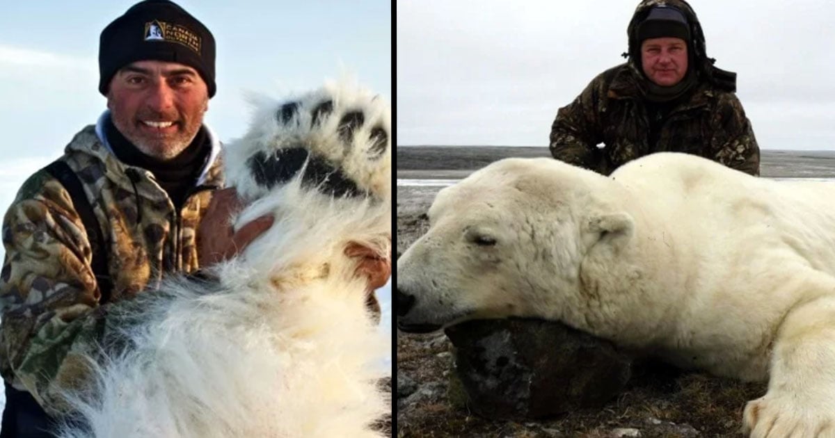 Polar Bear Hunters Pose With Kills and Encourage More to Take Part