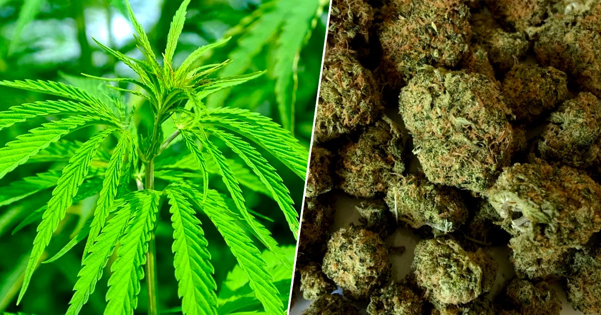 Marijuana Review Site Wants to Pay Someone up to $36,000 a Year