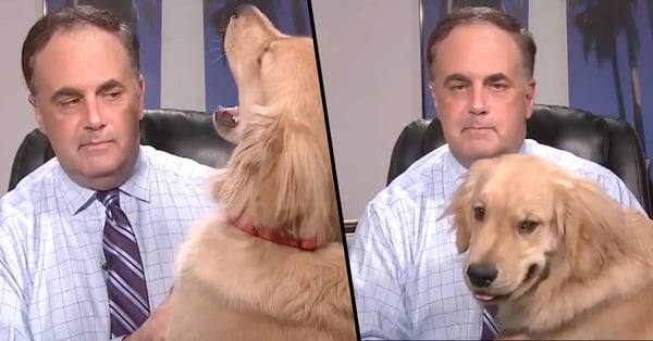 Golden Retriever Hilariously Interrupts Weatherman S Live Forecast 22w
