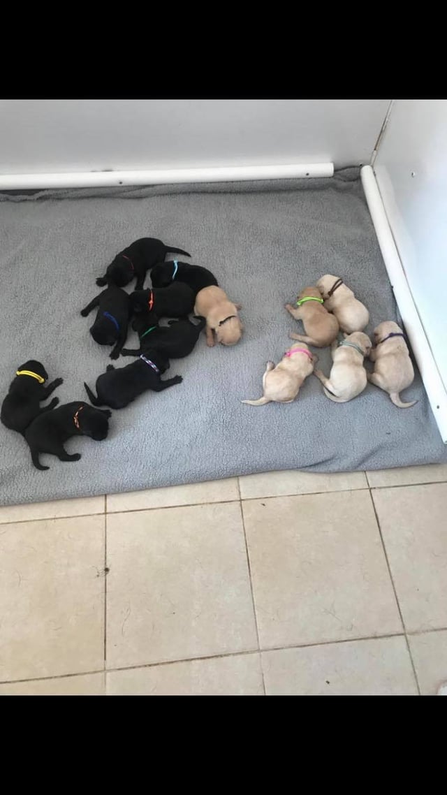 Labrador Gives Birth to 14 Puppies in Biggest Ever Litter 22 Words