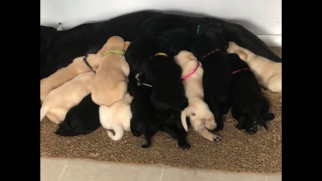 Labrador Gives Birth to 14 Puppies in Biggest Ever Litter 22 Words