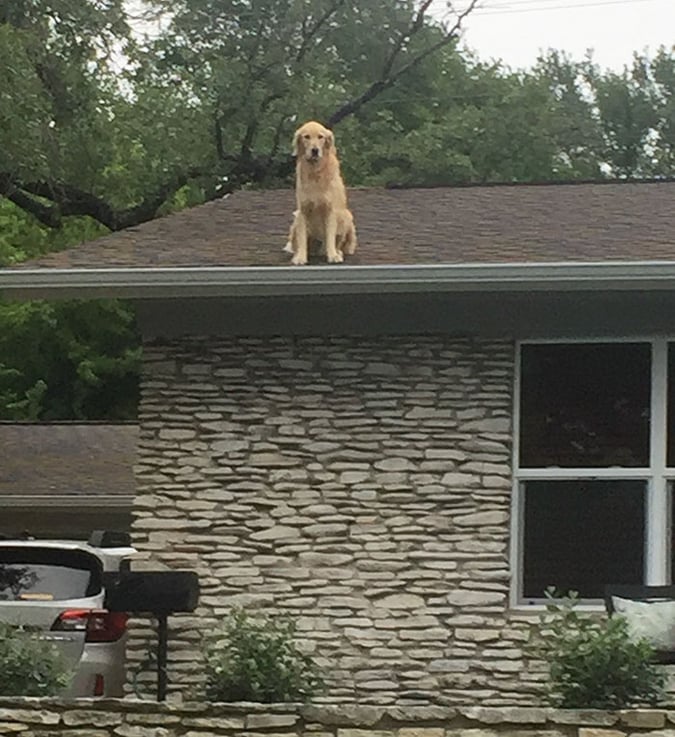Family Has to Resort to Hilarious Sign for their Roof Dog 22 Words