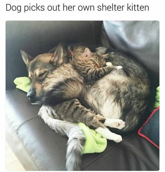 These Happy Animal Memes Are Guaranteed To Brighten Your