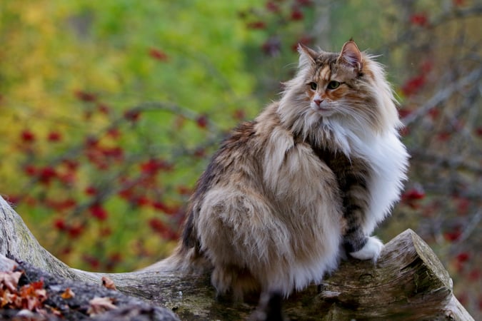 Forest Cat In Norwegian Cat Meme Stock Pictures And Photos