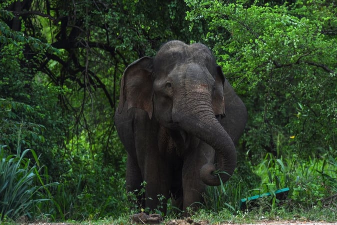Artists Pay Tribute To Elephant That Died After Being Fed Firecrackers
