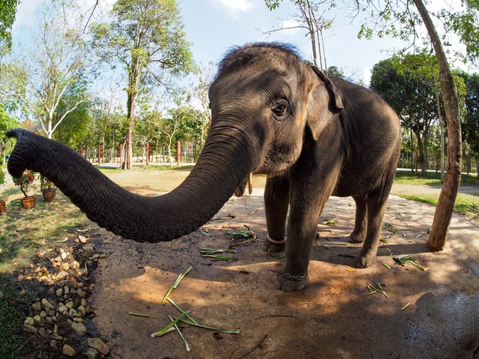 Elephants Get Drunk on Wine After Sneaking Into Farm for Food