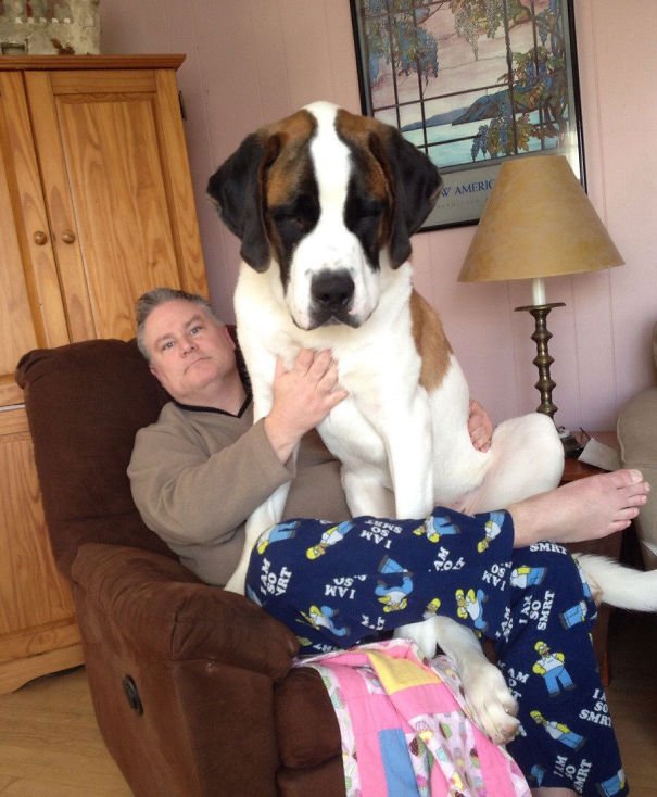 30 Huge Dogs That Have No Idea How Big They Are Hilariously