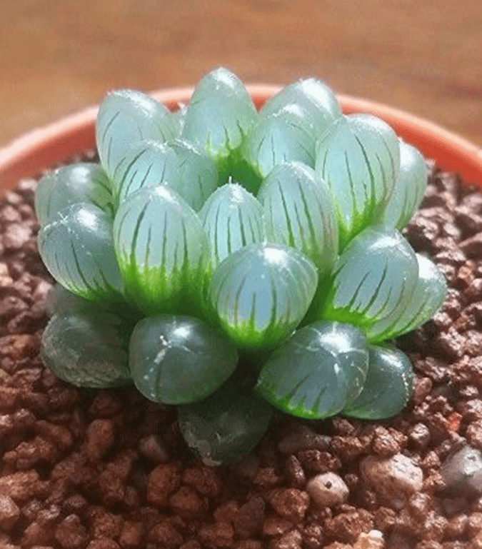 Mermaid Tail Succulents Are a Thing and They’re Absolutely Magical 22W