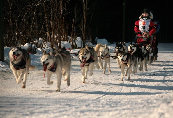 These Dogs Are in Training for Alaska's Famous Sled Race ...