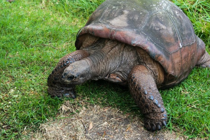 vets-just-discovered-something-amazing-about-the-world-s-oldest-living