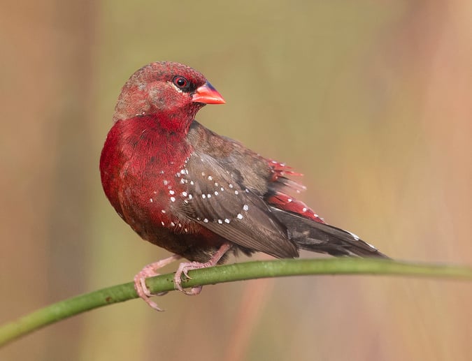 People Are Obsessed With These Birds Called Strawberry Finches