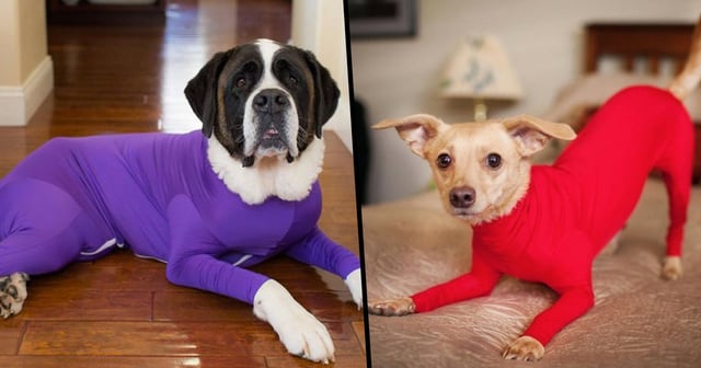 Amazon Is Selling A Dog Onesie That Stops Them Shedding Hair