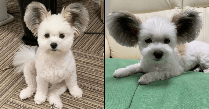 dog-with-huge-ears-has-people-going-crazy