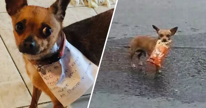 Man In Lockdown Sends Dog To Store To Get Bag Of Cheetos