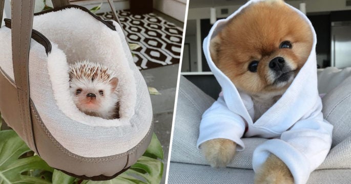 These Are the Most Famous Pets on the Internet
