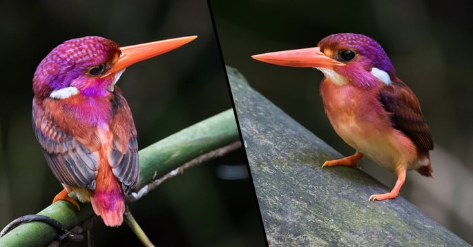 Rare Dwarf Kingfisher Photographed for the First Time in 130 Years 22W