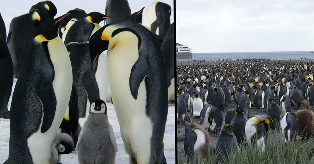 Second Largest Emperor Penguin Colony Disappears | 22 Words