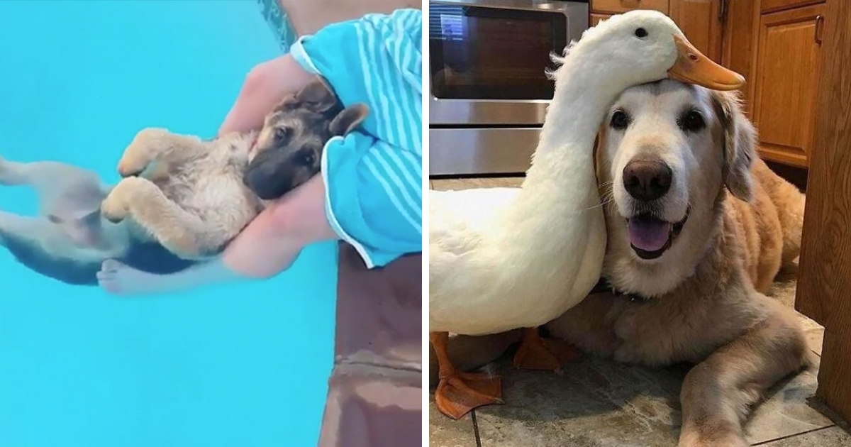 The Most Heartwarming Pictures on the Whole Dang Internet | 22W
