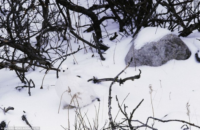 Burung Ptarmigan willow 
