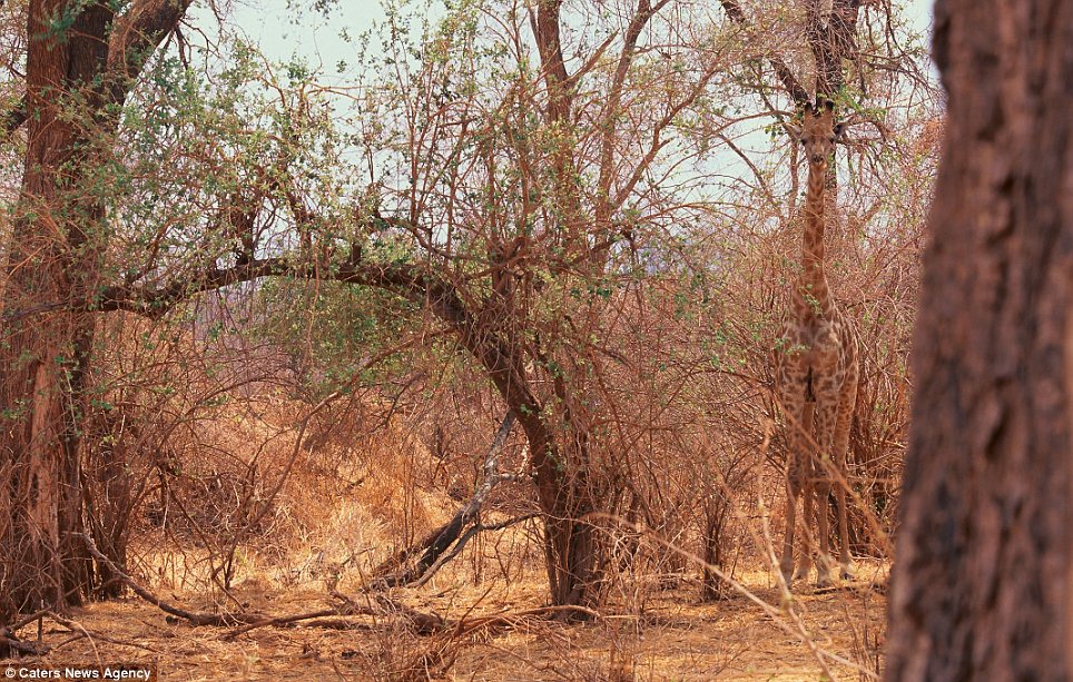 Jerapah 