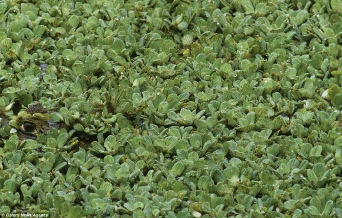 Kaiman (reptil, sejenis buaya) 