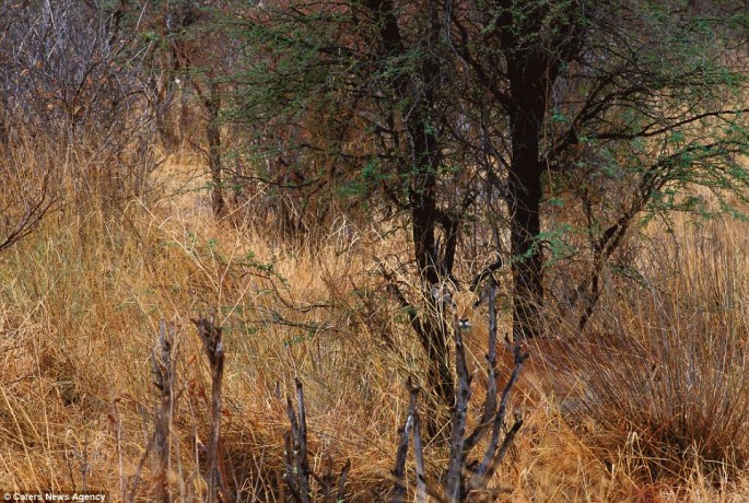 Impala 