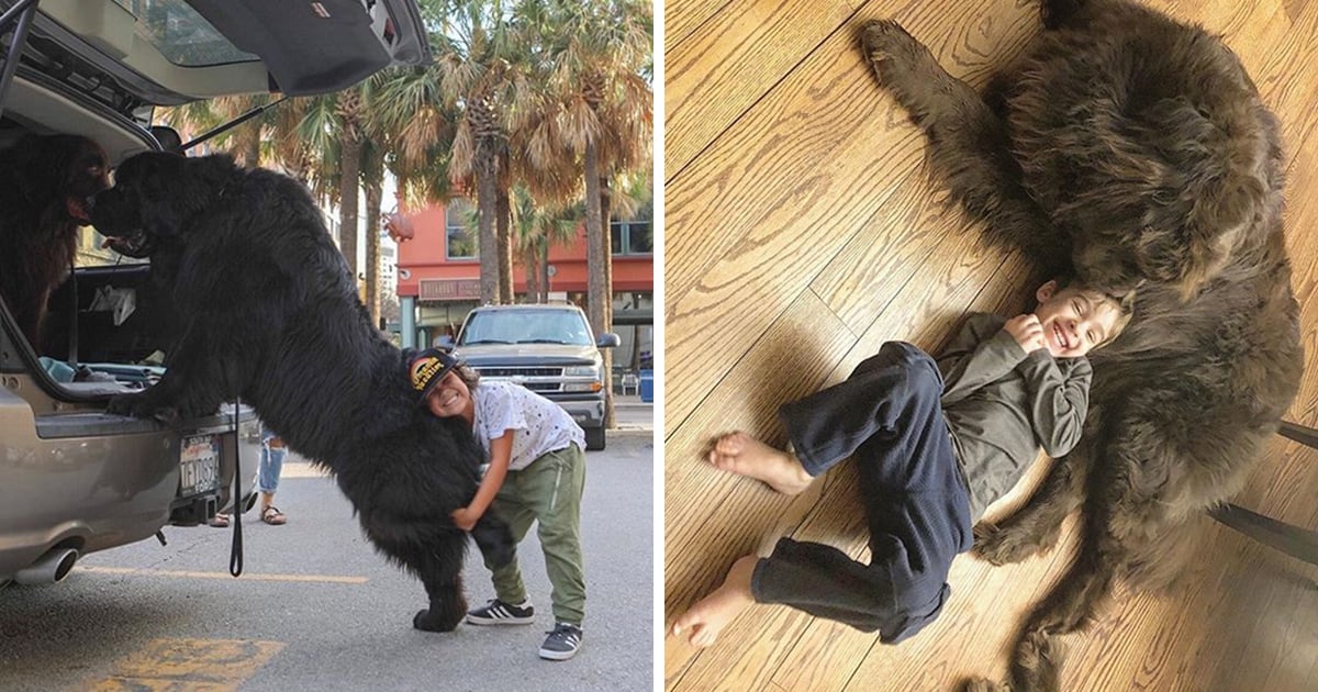 Proof That Newfoundlands Are the Best Dogs in the World 22 Words