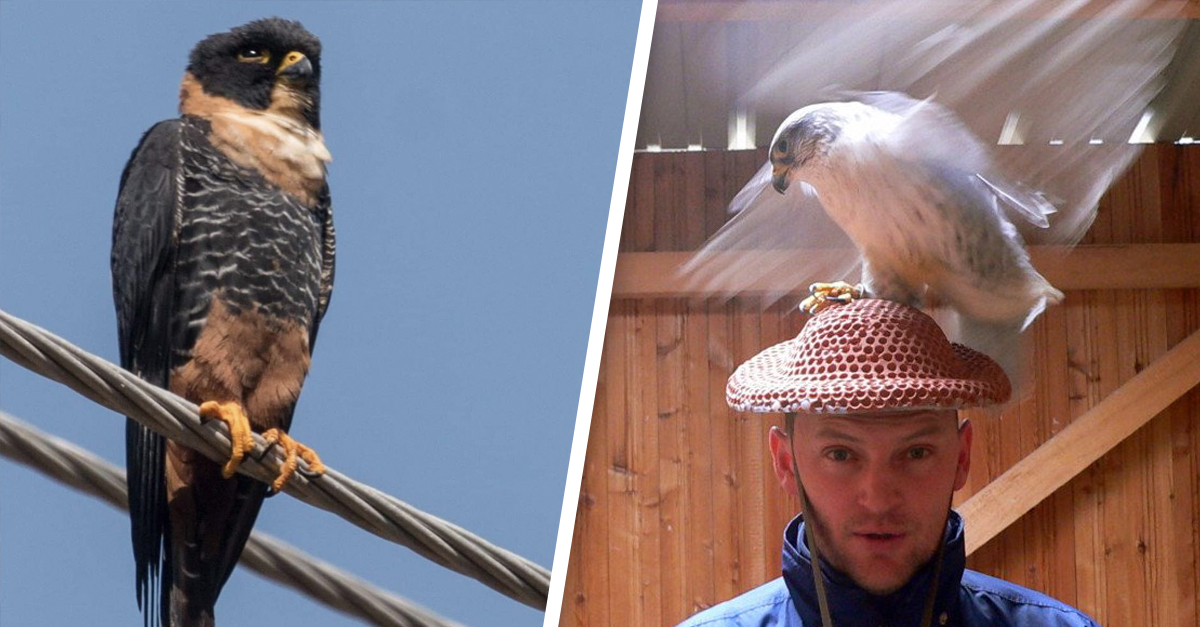 falcon hats