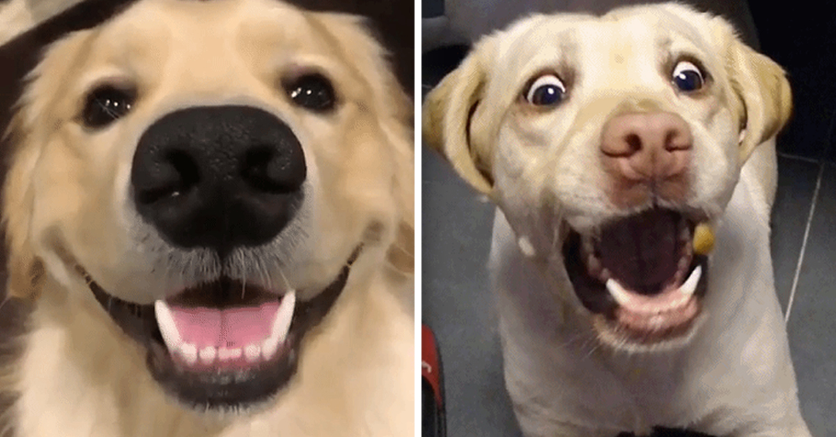 How to Tell Whether Your Dog Is Truly Happy 22 Words