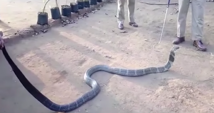 Drought Drives Huge Deadly Cobra To Do THIS When Offered a Water Bottle