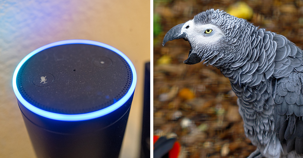 This Swearing Parrot Hilariously Hacked Amazon Alexa 22 Words