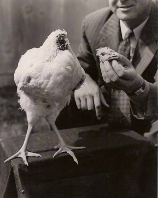 Ayam tanpa kepala