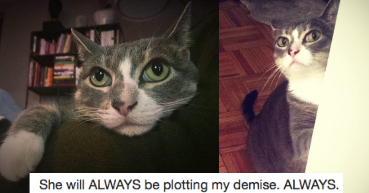 Hilariously Honest 'Missing' Flyer Helps 'Jerk' Cat Return Home 22 Words