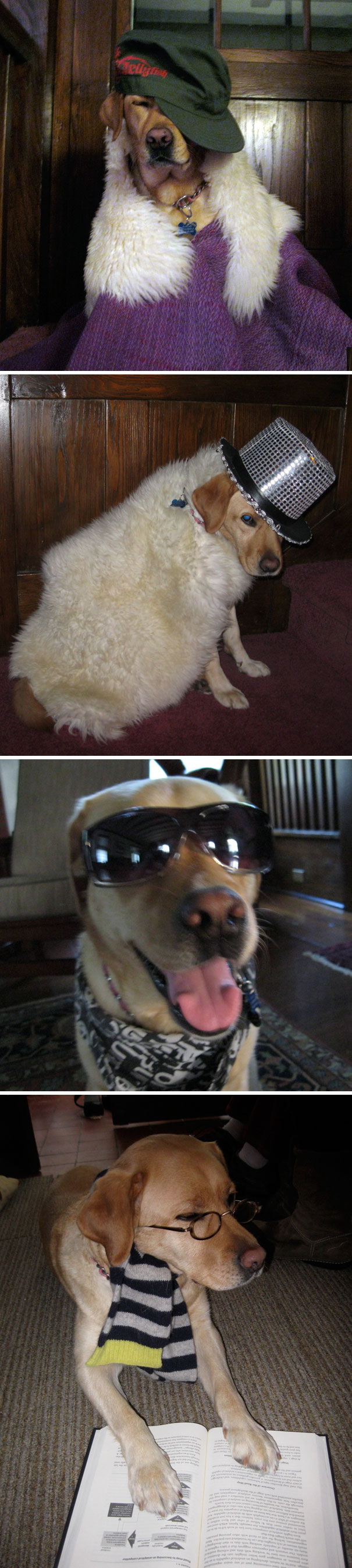 29 pics that prove kids should not be left alone with the family pet