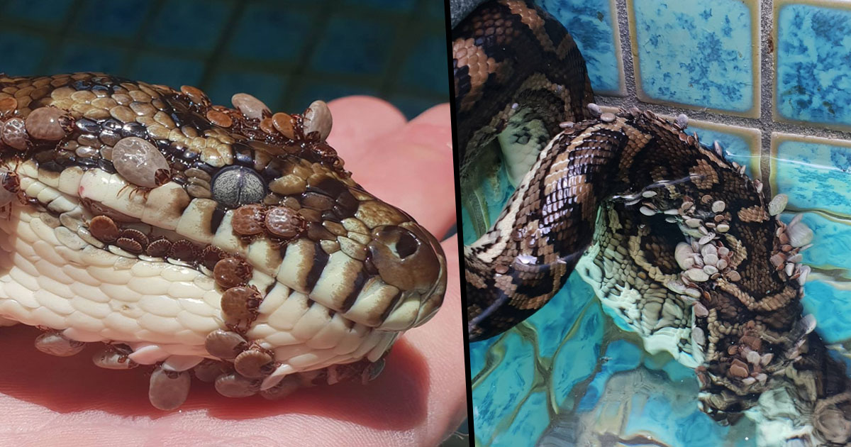 Python Covered In Hundreds Of Paralysis Ticks Rescued From Australian ...